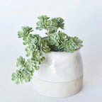 Faux Green Sedum Succulent Pick Plastic Aritificial Encrinite Succulent Spring Plants Home Decor Office Plant Landscaping