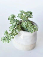 Faux Green Sedum Succulent Pick Plastic Aritificial Encrinite Succulent Spring Plants Home Decor Office Plant Landscaping